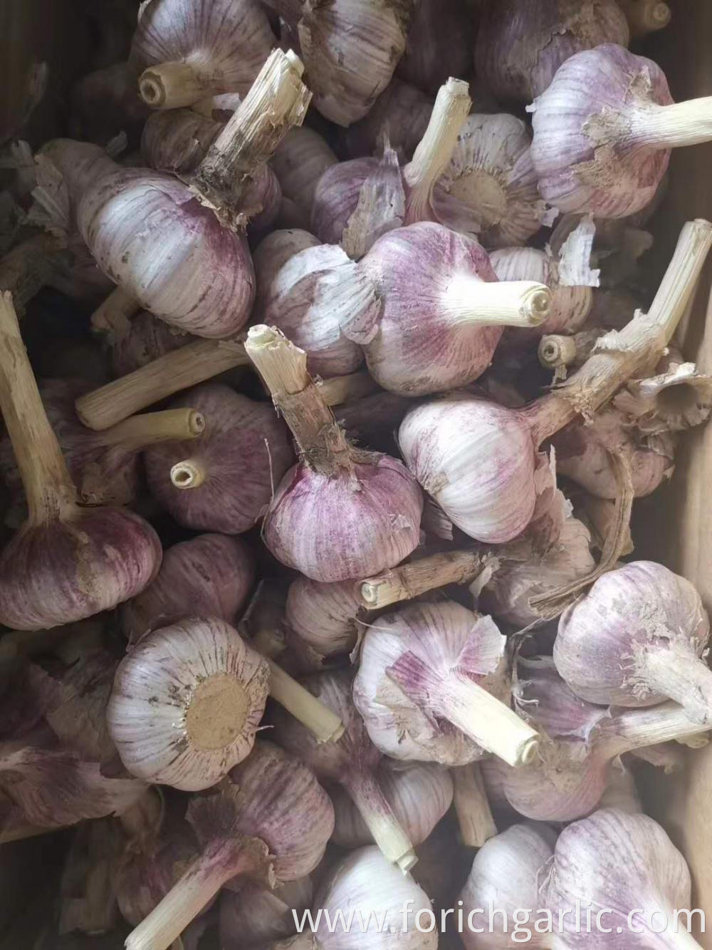 Normal White Garlic